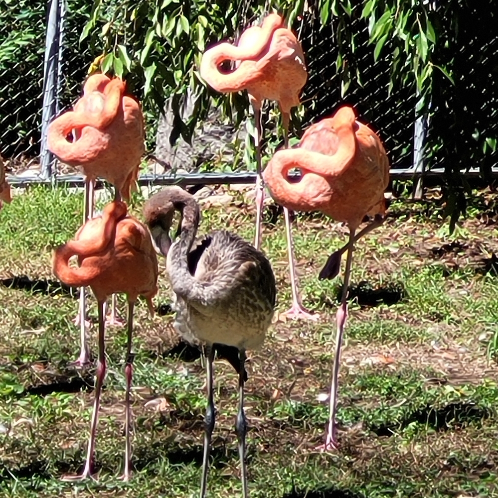 Meet your Posher, Dawn